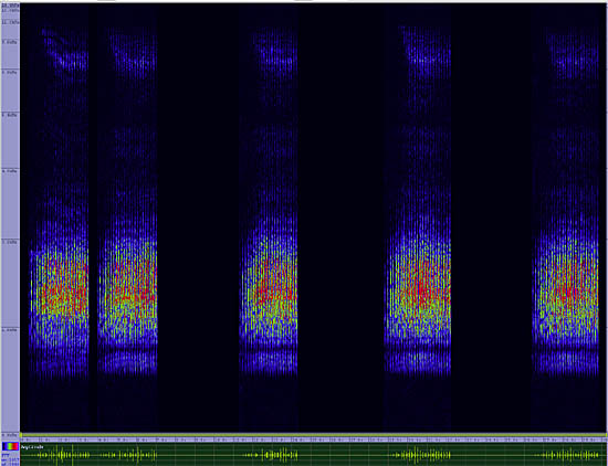 bird sonogram