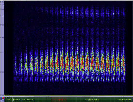 bird sonogram