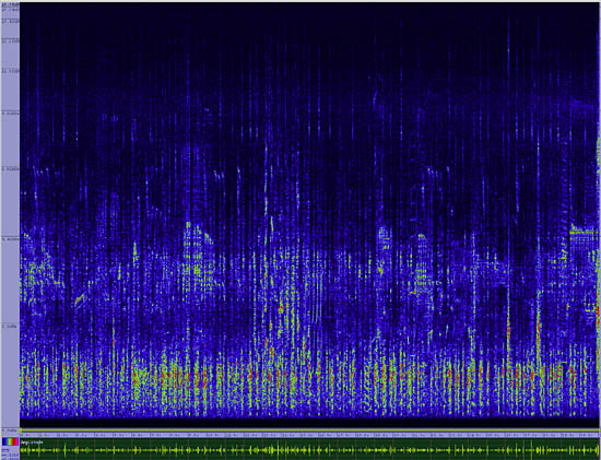 bird sonogram