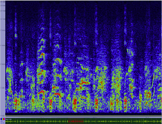 bird sonogram