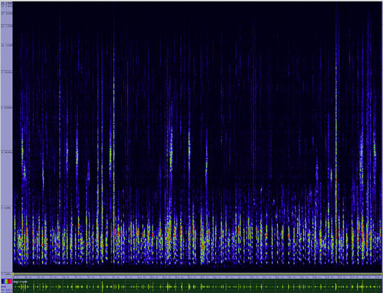 bird sonogram