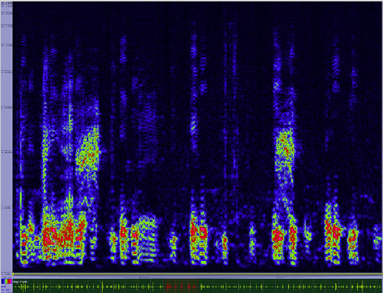 bird sonogram