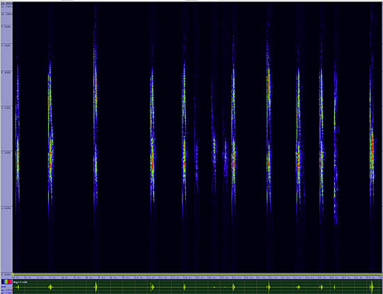 bird sonogram