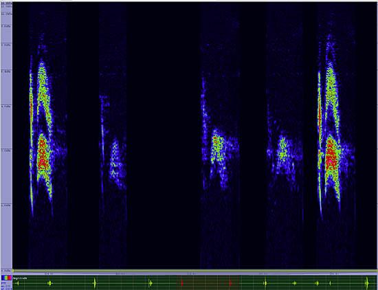 bird sonogram