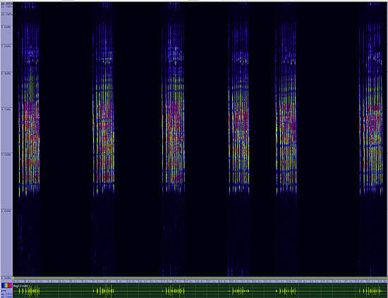 bird sonogram