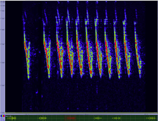 bird sonogram