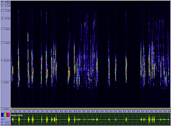 bird sonogram