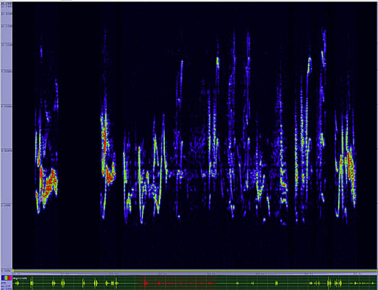 bird sonogram