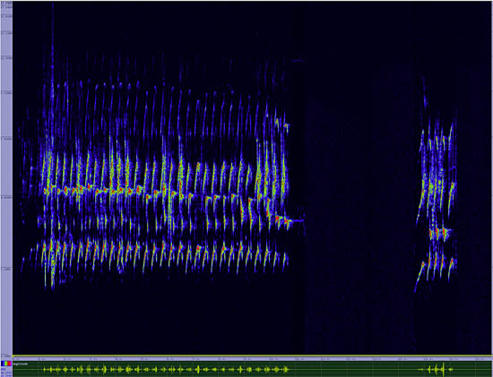 bird sonogram