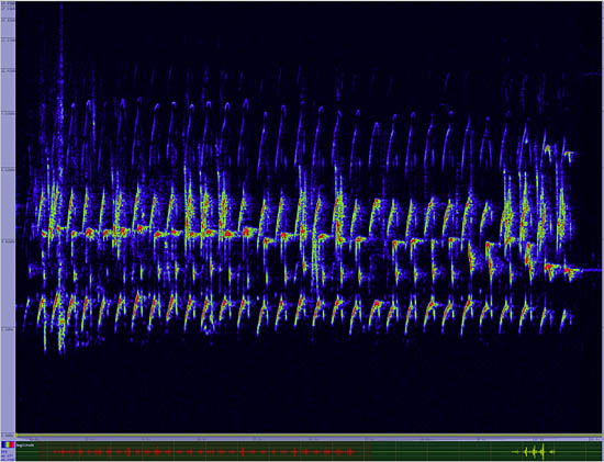 bird sonogram