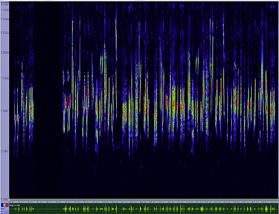 bird sonogram