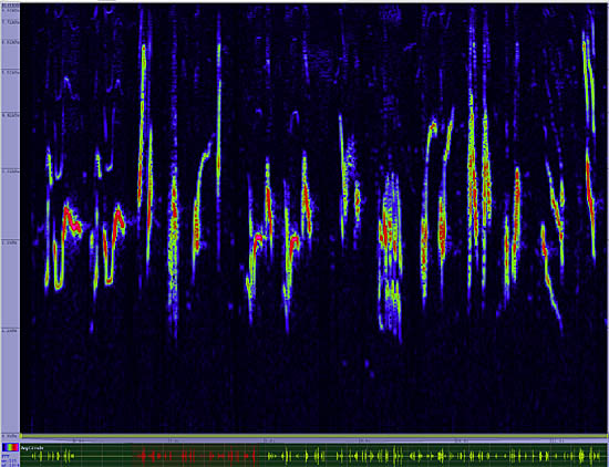 bird sonogram