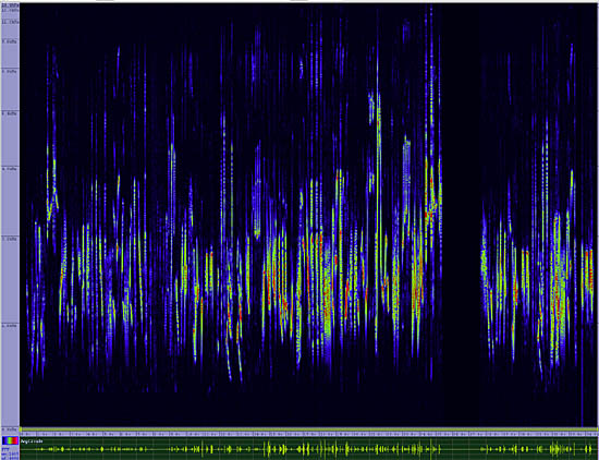 bird sonogram