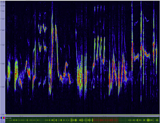 bird sonogram