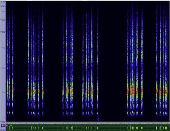 bird sonogram