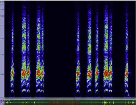 bird sonogram