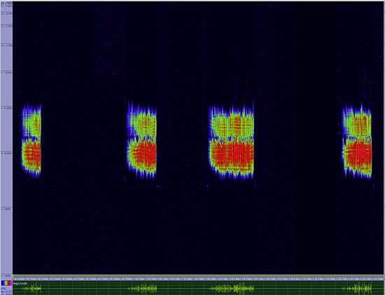 bird sonogram