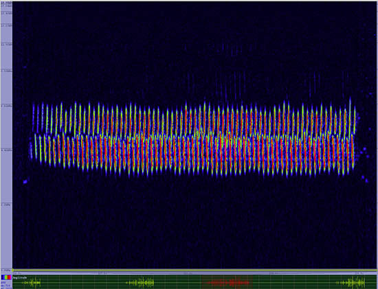 bird sonogram