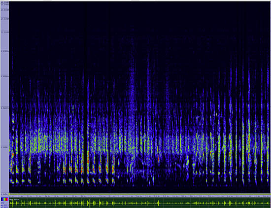 bird sonogram