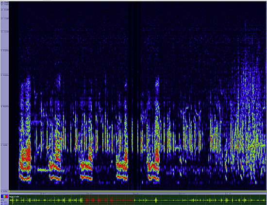 bird sonogram