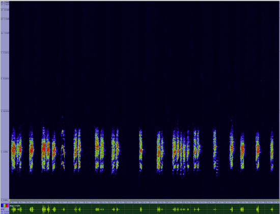 bird sonogram