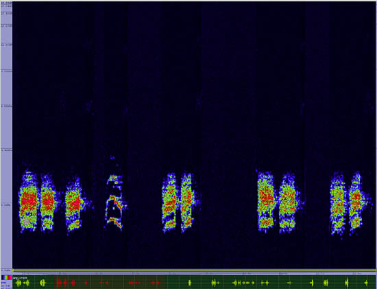 bird sonogram