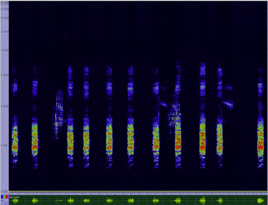 bird sonogram