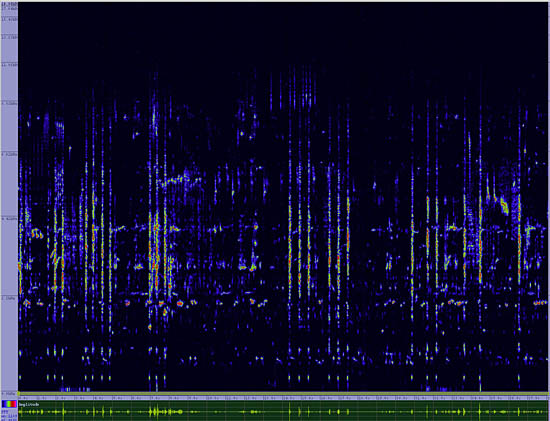 bird sonogram