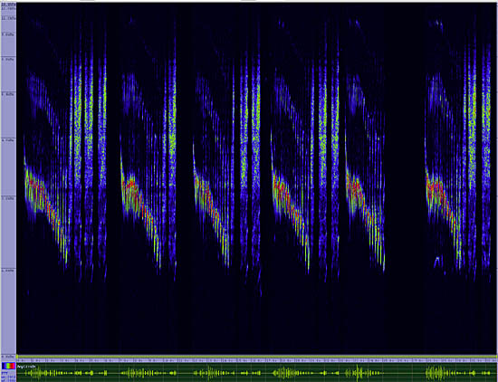 bird sonogram