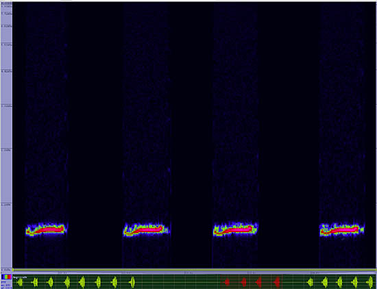 bird sonogram