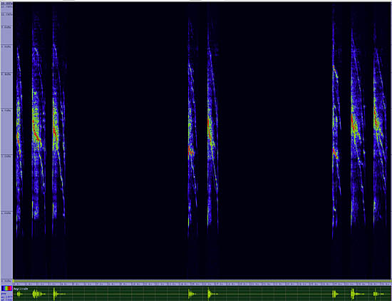 bird sonogram