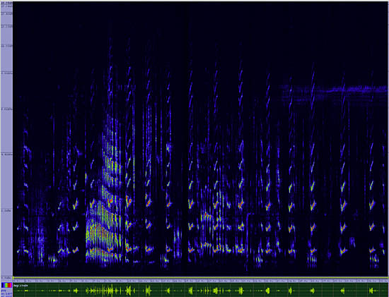 bird sonogram