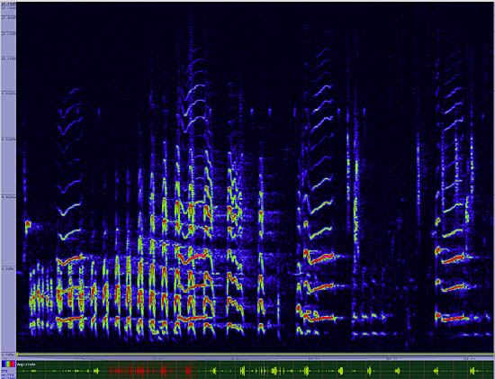 bird sonogram