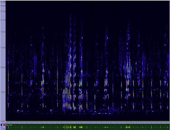 bird sonogram