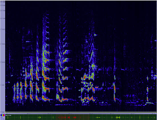 bird sonogram