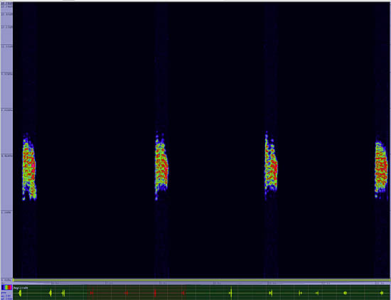 bird sonogram