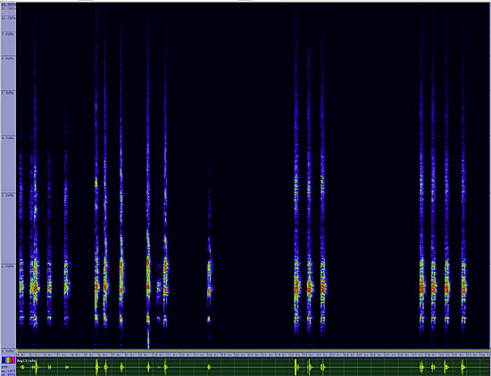 bird sonogram