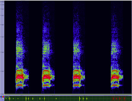 bird sonogram