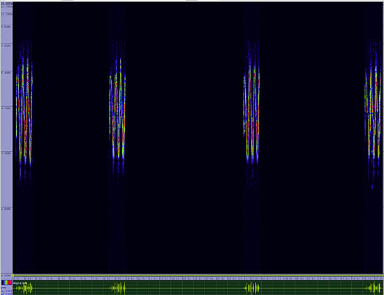 bird sonogram