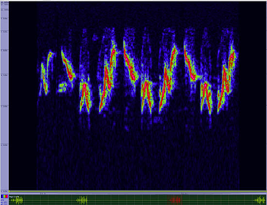 bird sonogram