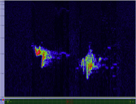 bird sonogram