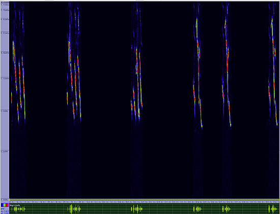 bird sonogram