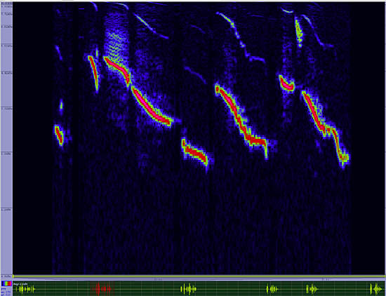 bird sonogram