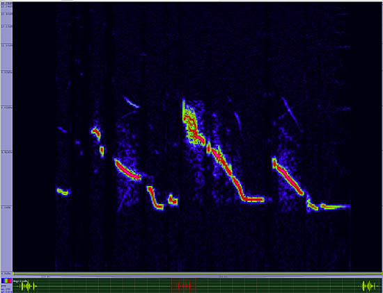 bird sonogram