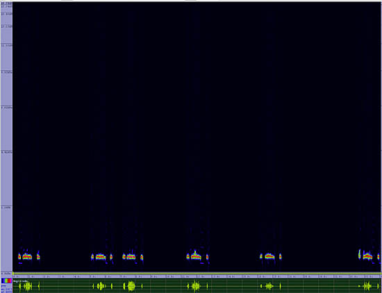 bird sonogram