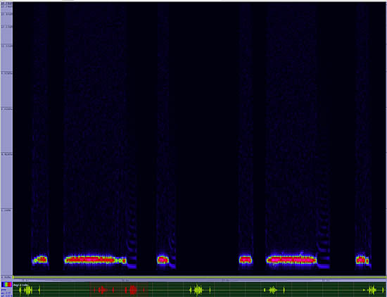 bird sonogram