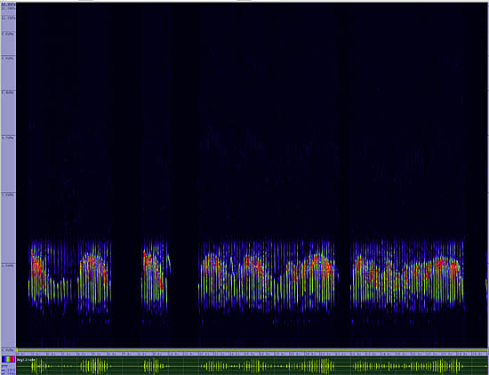 bird sonogram