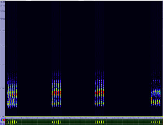 bird sonogram