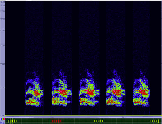 bird sonogram