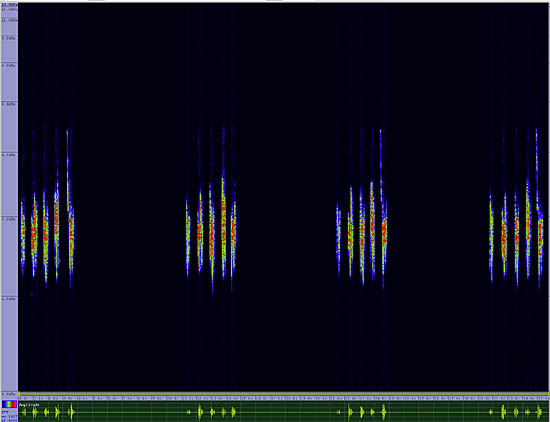 bird sonogram